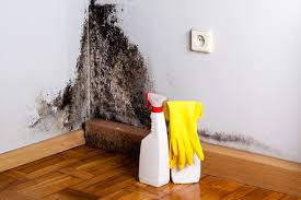 Best Real Estate Mold Inspection in Eatons Neck, NY